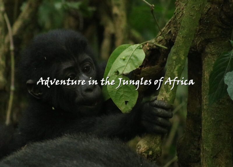 Gorilla Trekking safari Uganda