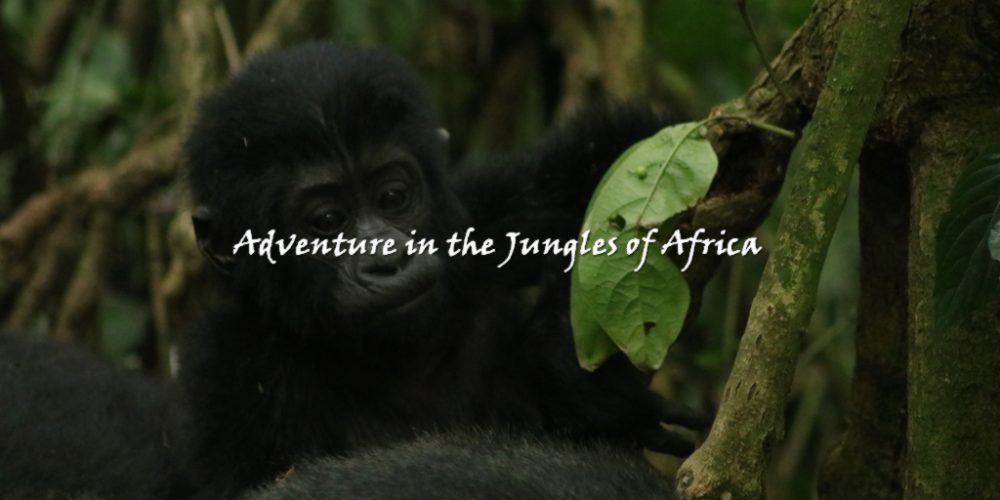 Gorilla Trekking Tour Rwanda