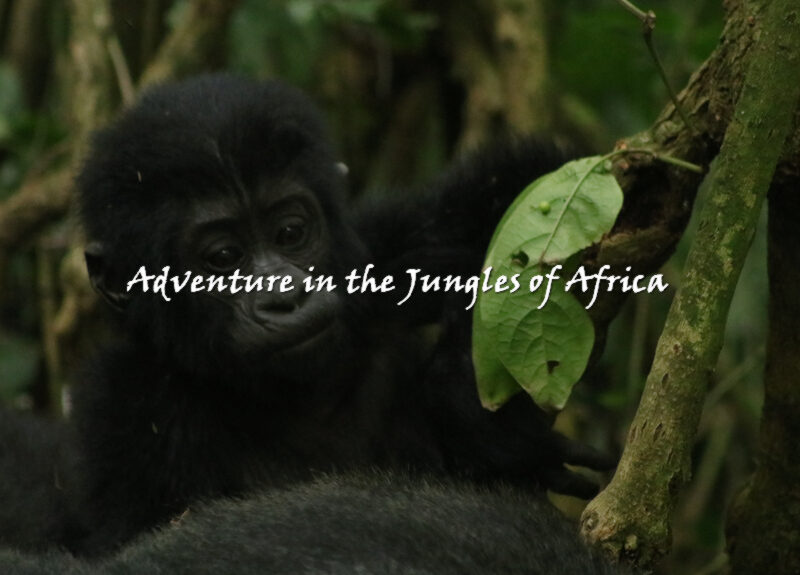 Gorilla Trekking Tour Rwanda