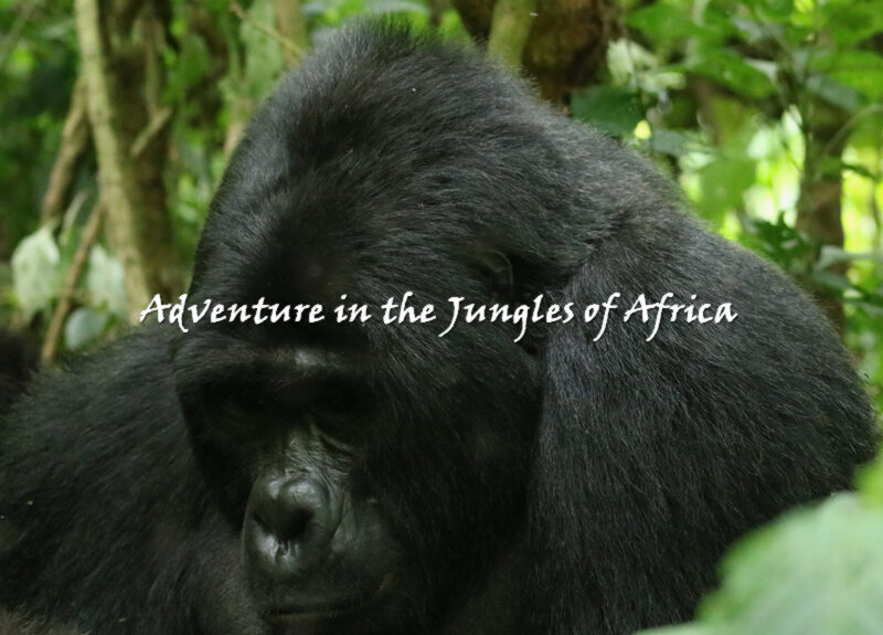 Double Gorilla Trekking Uganda