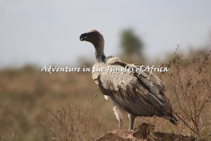 Best Uganda Birding Safari