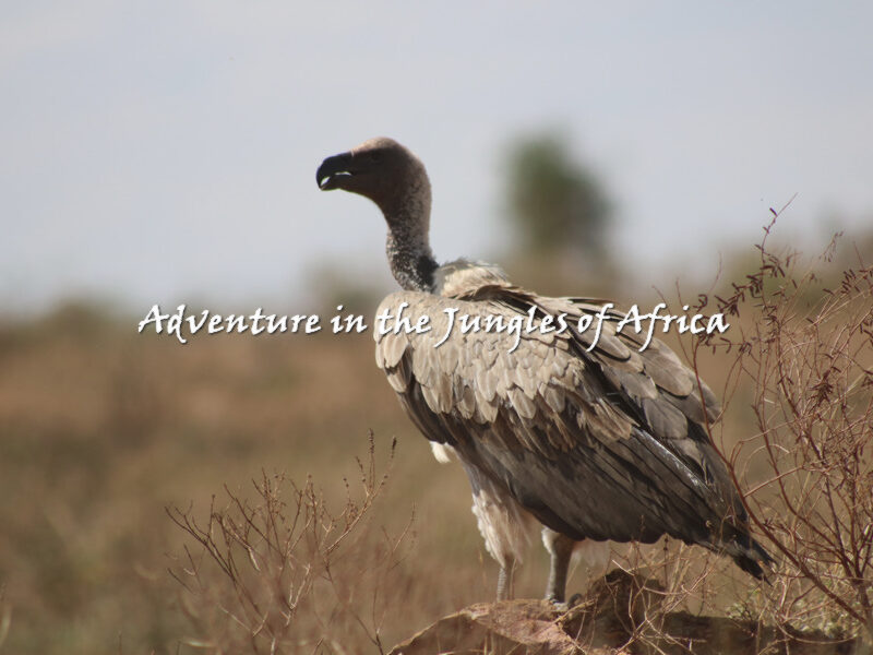 Best Uganda Birding Safari