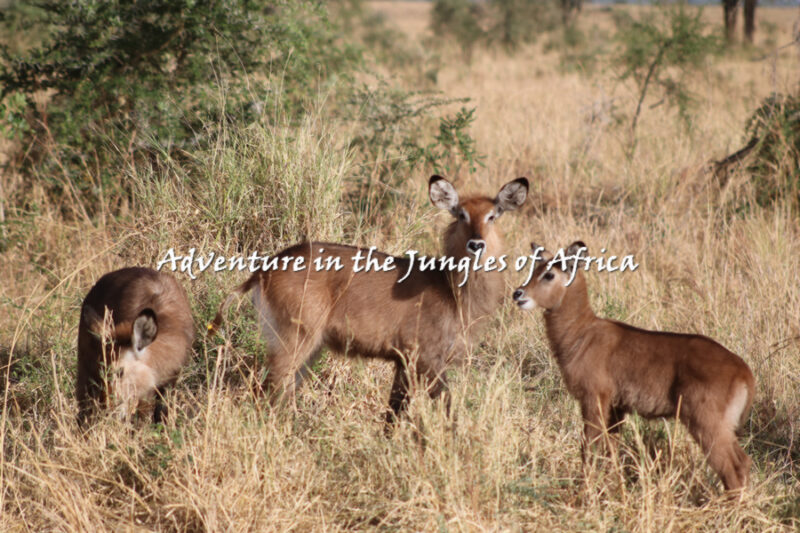 Kenya Wildlife Safaris
