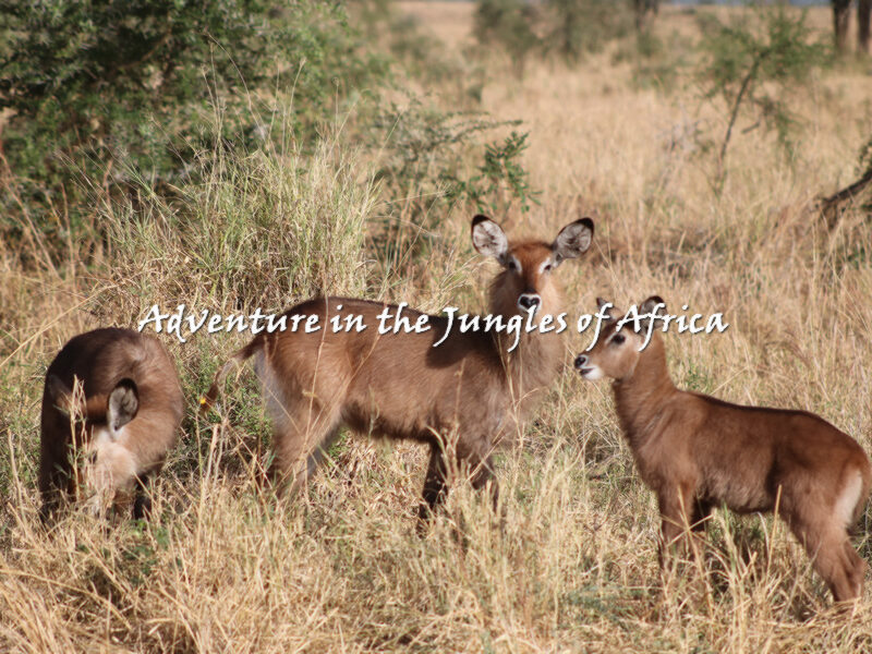 Kenya Wildlife Safaris