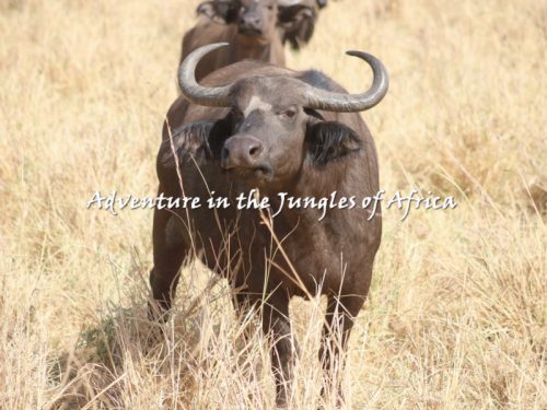 Rwanda Wildlife Safari