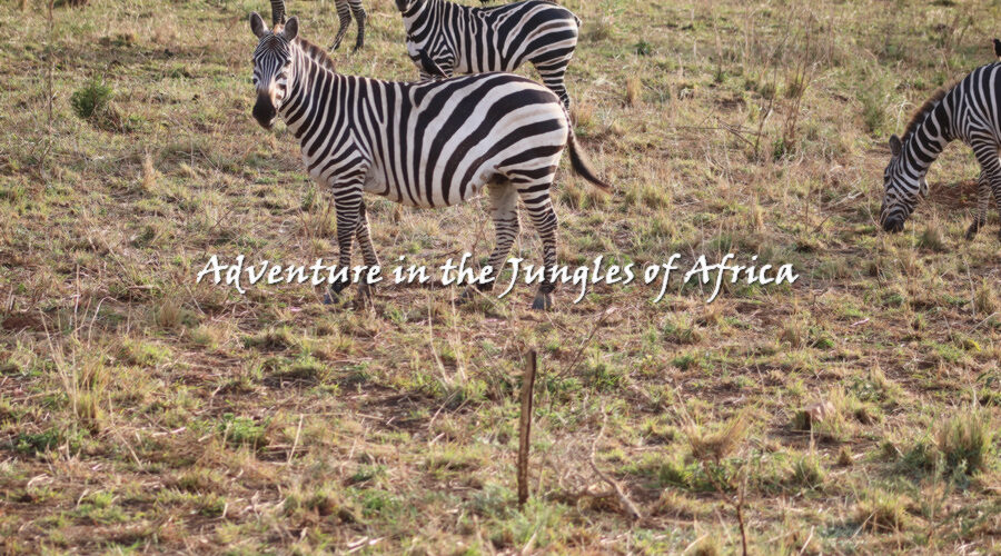 Rwanda Safari Tour