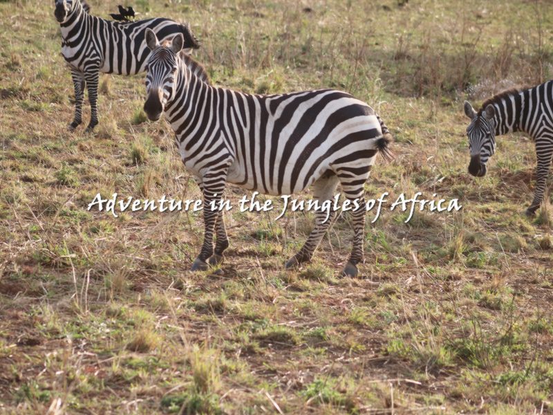 Rwanda Wildlife Safari Tours
