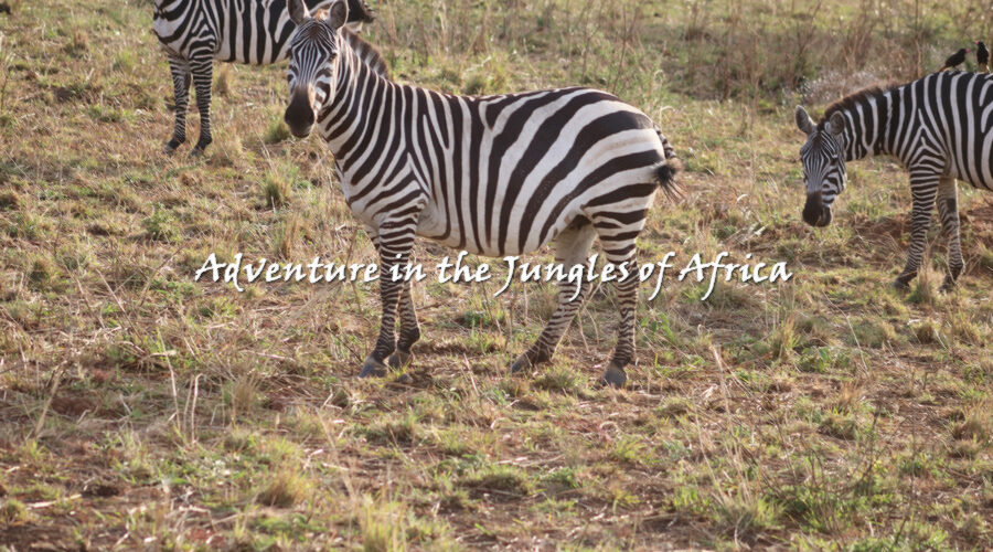 Rwanda Wildlife Safari Tours