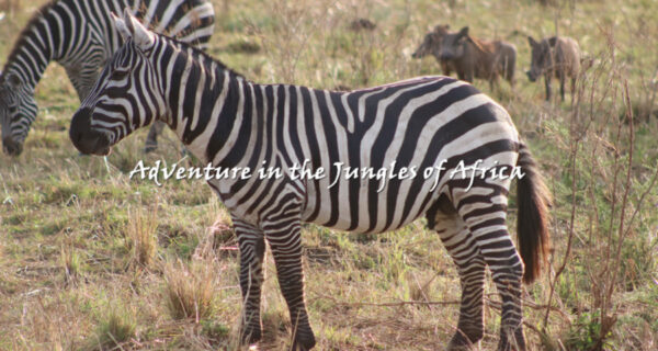 Best East African Safari companies