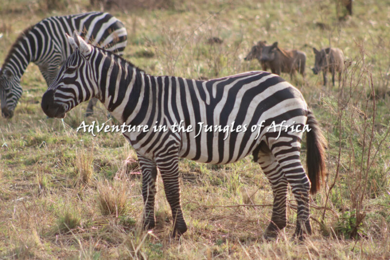 Best East African Safari companies