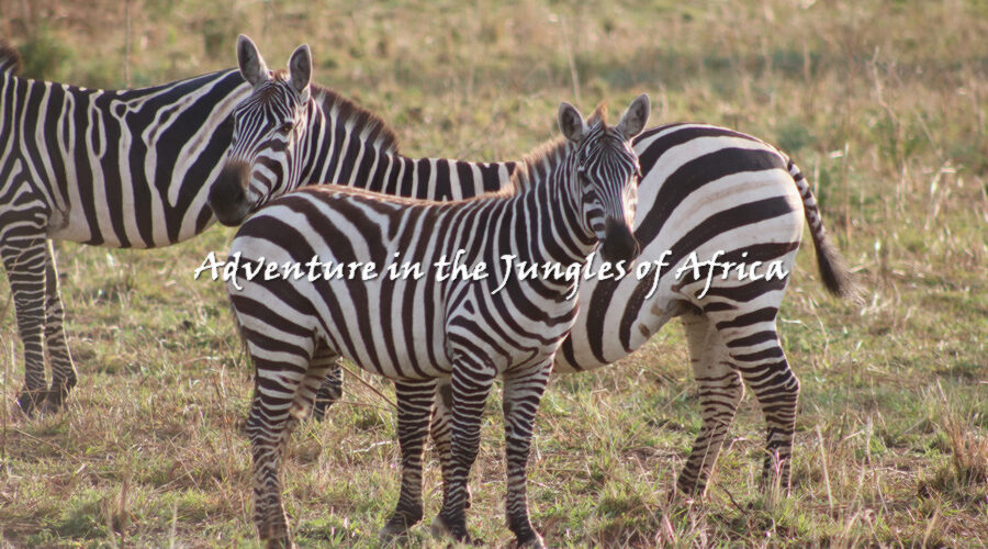 Wildlife Safari Tours in Rwanda