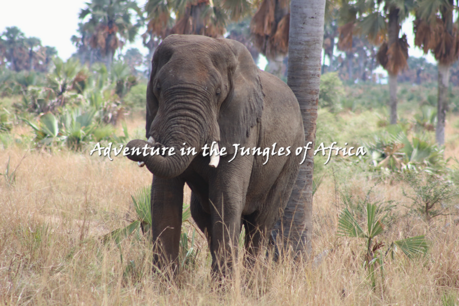 Wildlife Safaris in Rwanda