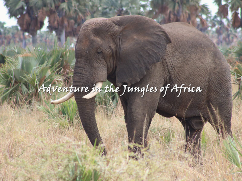 Uganda Adventure Safari Tour