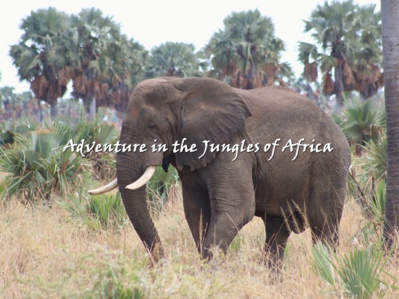 Rwanda Wildlife Safaris Tour