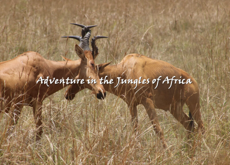 Rwanda Wildlife Safaris Tour