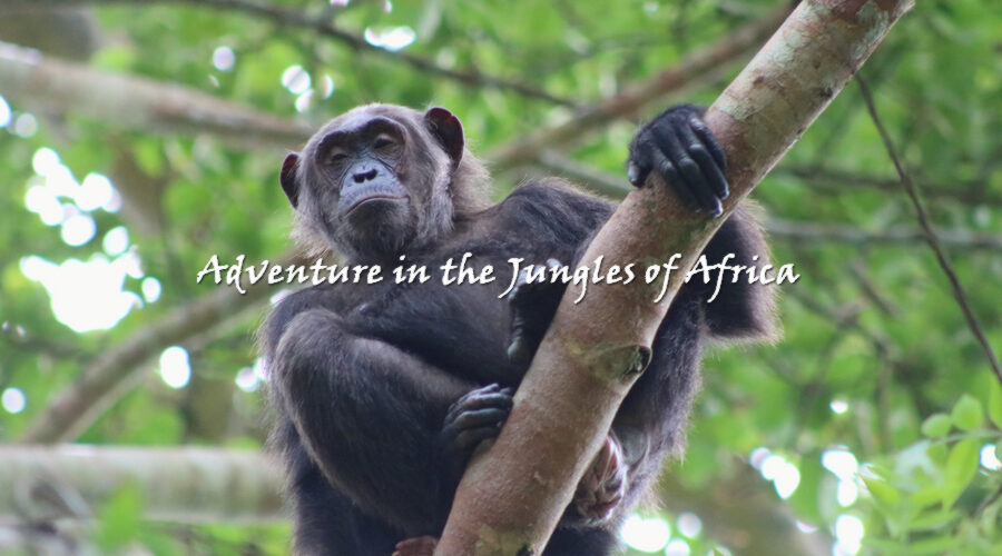 Best Rwanda Wildlife Safari