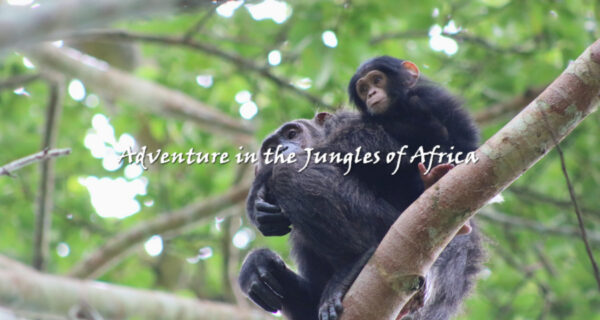 Chimpanzee Trekking safari in Uganda