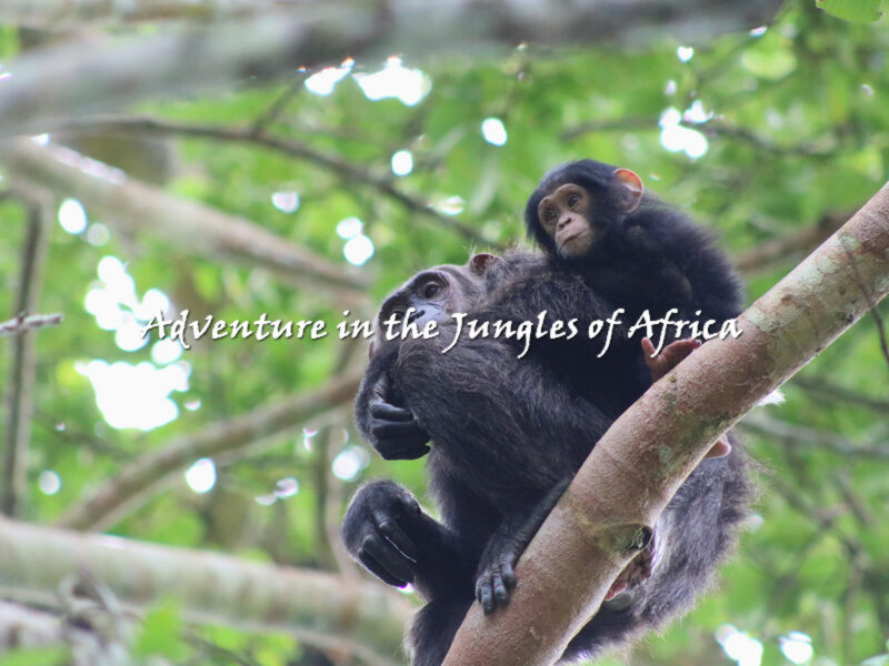 Chimpanzee Trekking safari in Uganda