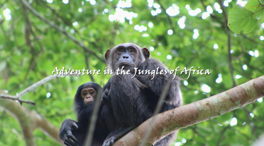 Best Uganda Chimpanzee Trekking Safari Tour