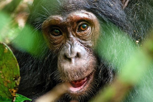 Chimpanzee Trekking Safari