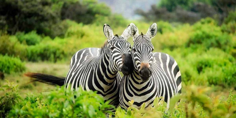 Best Uganda Safaris