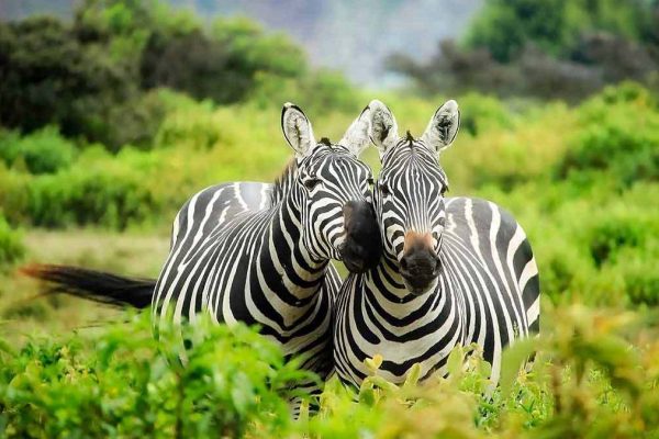 Best Uganda Safaris