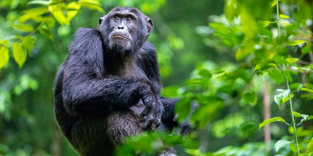 Chimpanzee Safaris in Uganda