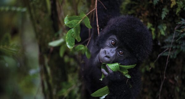 Why are Gorillas found only in Africa?