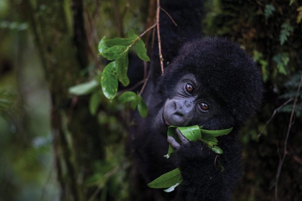 Why are Gorillas found only in Africa?