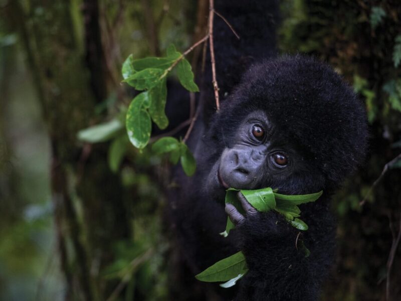 How many Mountain Gorillas are left in the wild 2024? Acacia