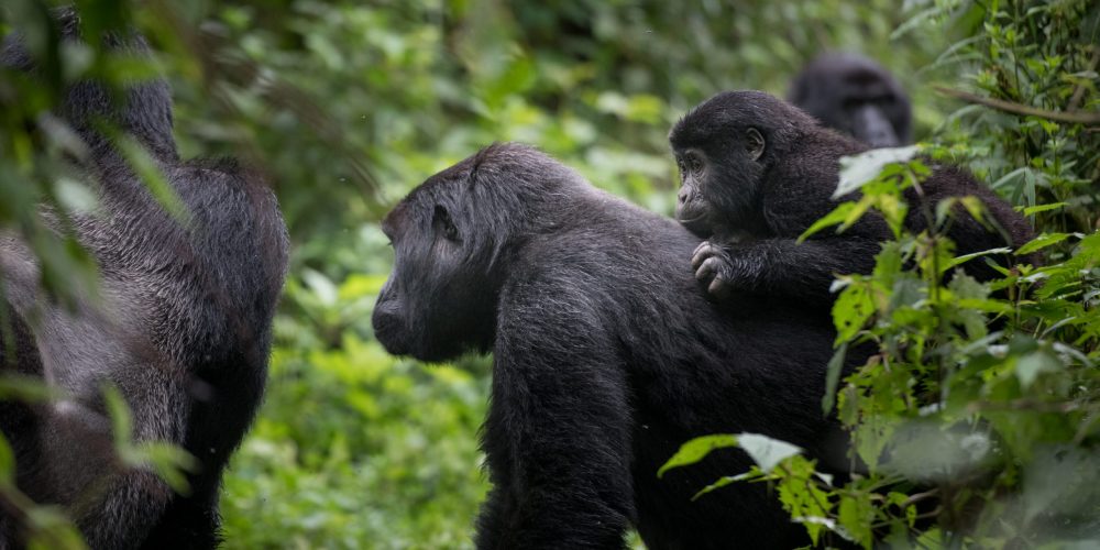 Uganda gorilla safari