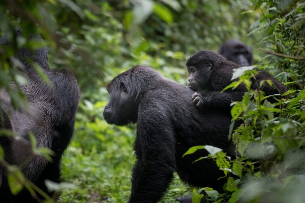 Uganda gorilla safari