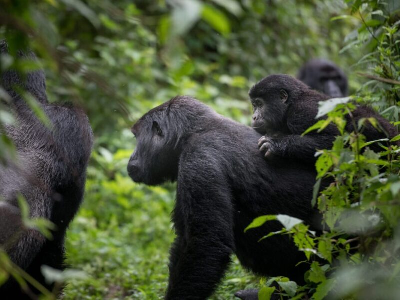 Uganda gorilla safari