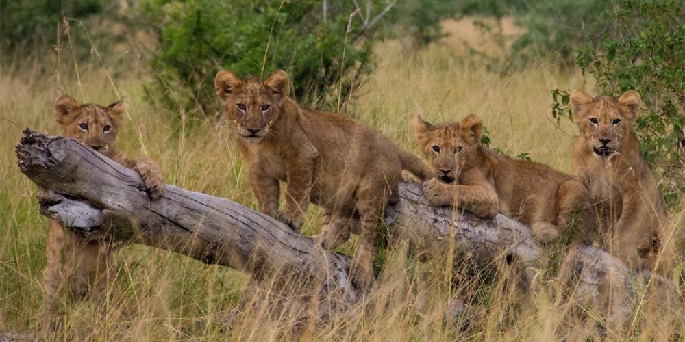 Uganda Wildlife Safari