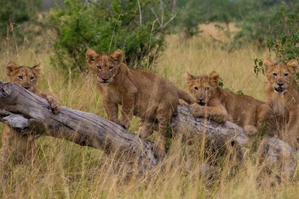 Uganda Wildlife Safari