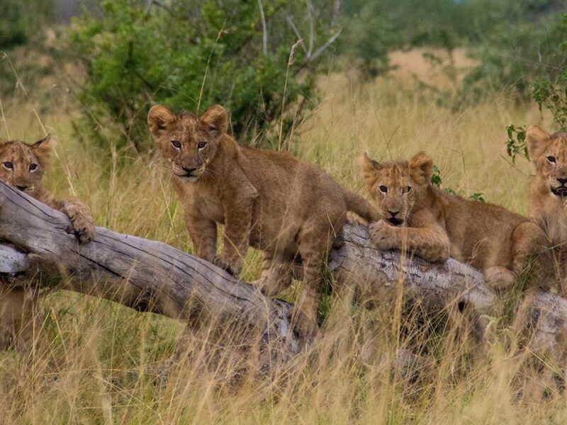 Uganda Wildlife Safari