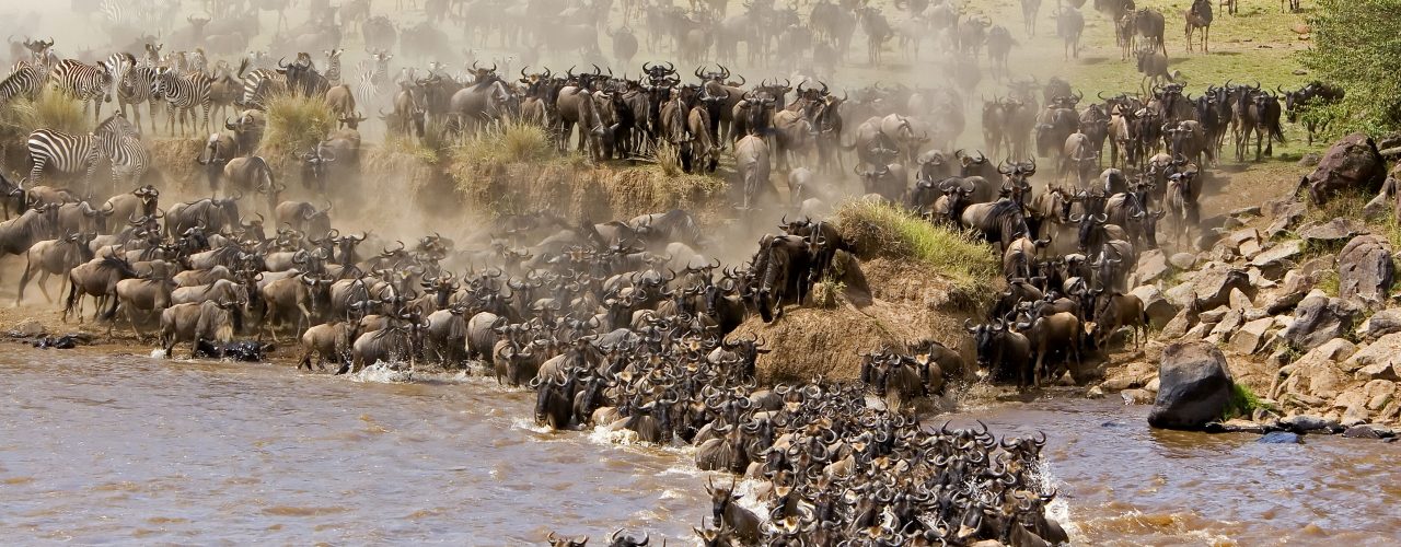 East Africa Safaris