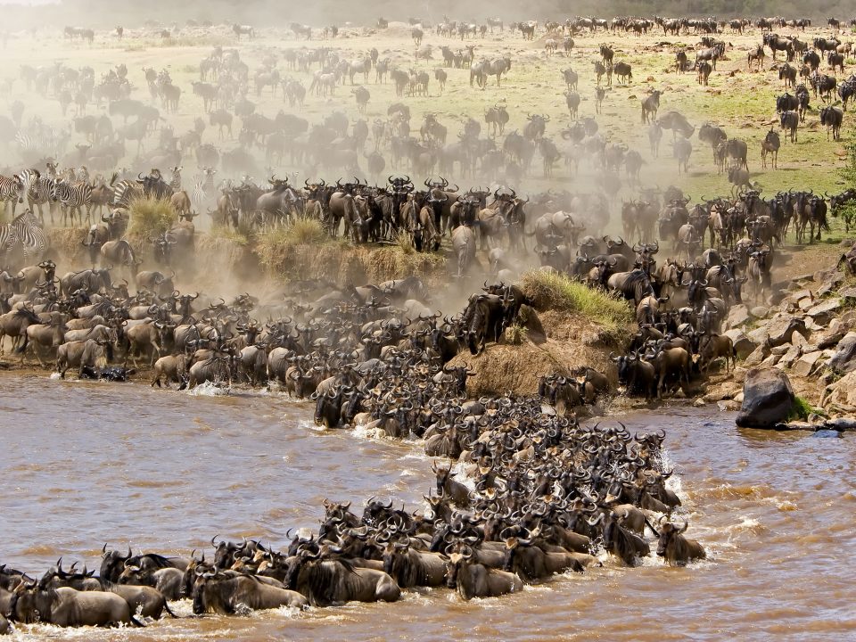 East Africa Safaris