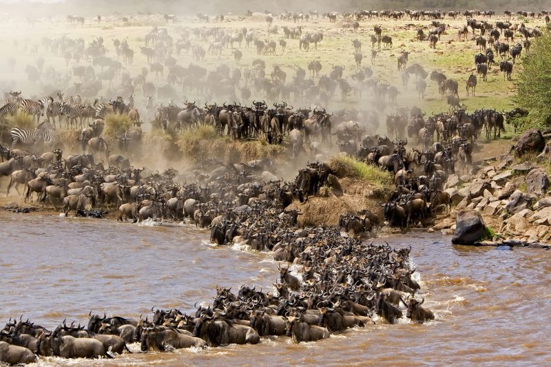 East Africa Safaris