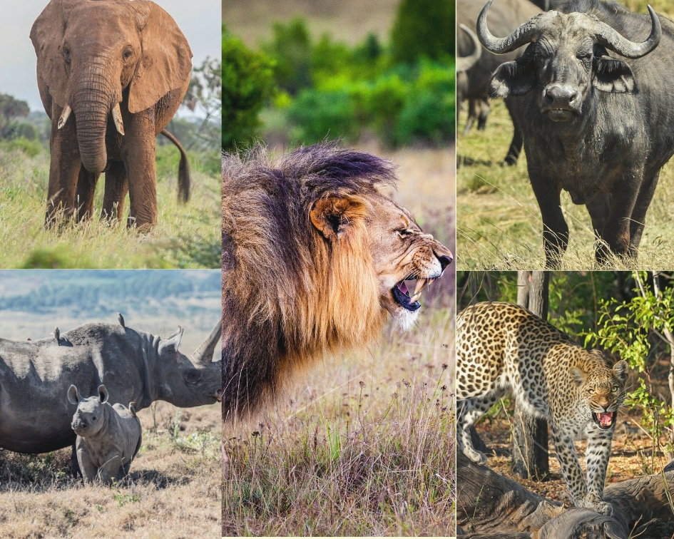 Kenya Big Five safari Africa