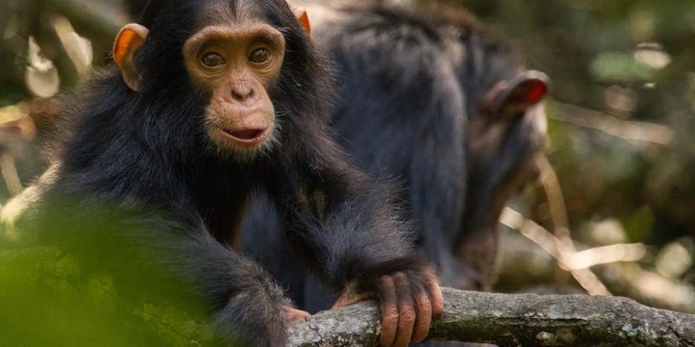 Chimpanzee Tracking Safari -Chimpanzee Trekking Permits in Uganda for 2023