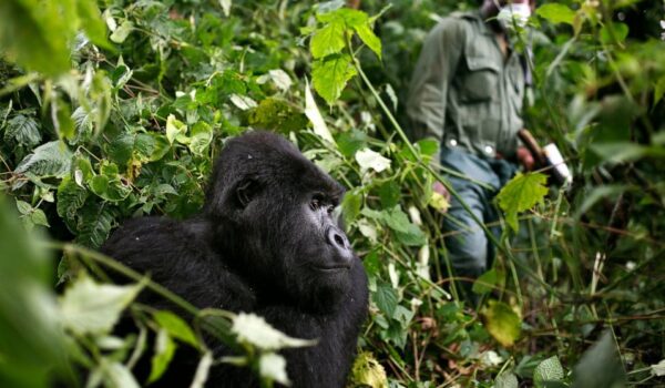 Uganda gorilla safaris habituation experience cost