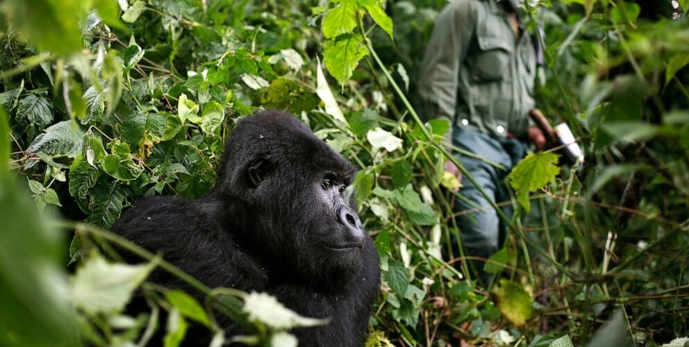 7 Days Bwindi Gorillas Uganda and Serengeti Wildlife Safari