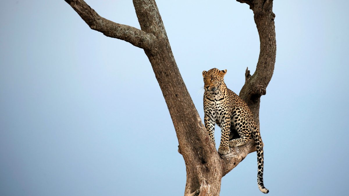 Big 5 Experience in Kenya – Wildlife Viewing Safari - Acacia Safaris Uganda