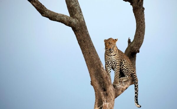 Acacia Safaris Uganda - Top Destinations for spotting big Cats in Uganda