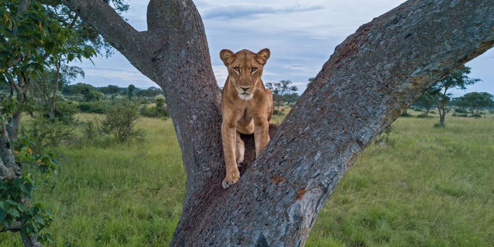 Wildlife safaris in Uganda