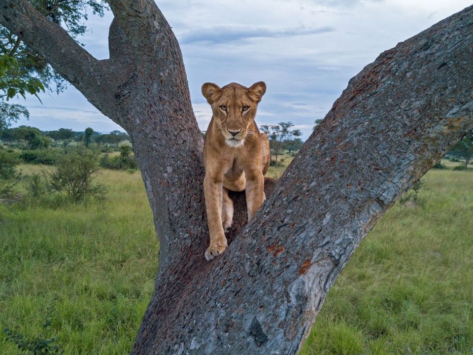 Affordable Uganda Safari
