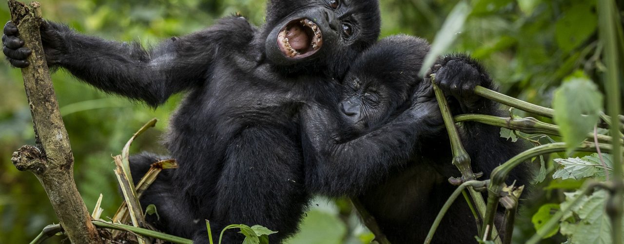 13 Days Uganda Wildlife Safari Rwanda Primate Tour