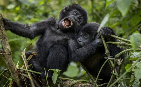 13 Days Uganda Wildlife Safari Rwanda Primate Tour
