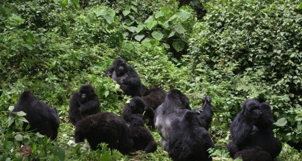 Gorilla families in Rushaga Sector -Bwindi Impenetrable NP Uganda